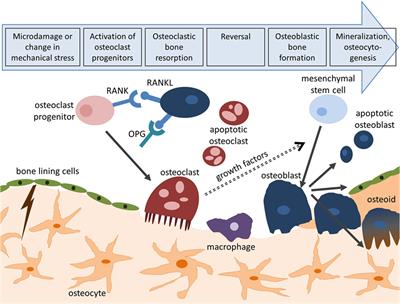 In Vitro Bone Cell Models: Impact of Fluid Shear Stress on Bone Formation